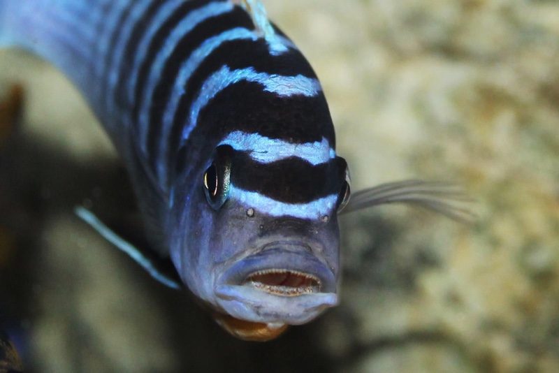 Maylandia pyrsonotos 'Chimwalani Reef'